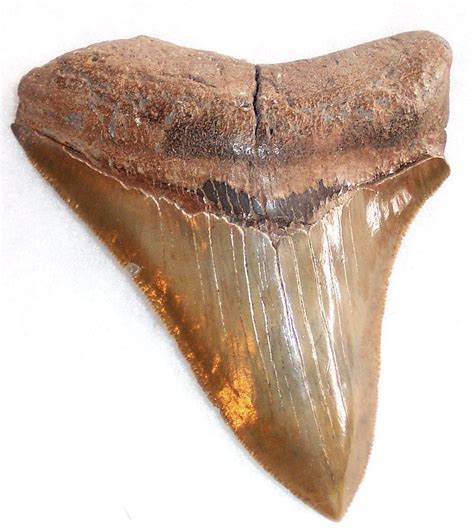 Shark Teeth Fossils for sale | eBay