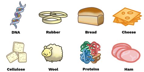 Examples of natural polymers - Labster