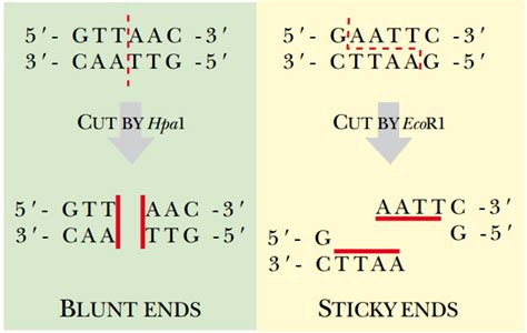 palindromic-sequence - Study Solutions