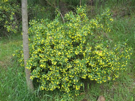 Spring D-G - A Guide to Tasmanian Flora