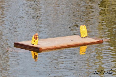 Hennepin Canal - A Wilder Look: Trapping on the Hennepin