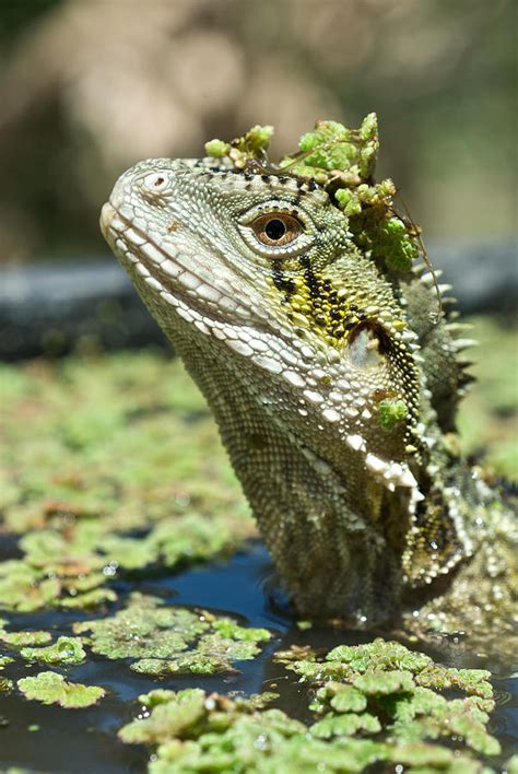 Eastern Water Dragon Sitting Submerged Photograph by Brooke Whatnall