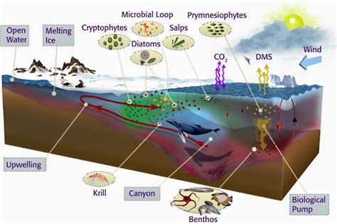 Aquatic Ecosystem (Water Ecosystem) ~ Professional Shiksha