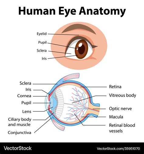 Diagram Of The Eye Without Labels