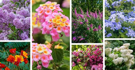 Flowering shrubs for full sun — Homebnc