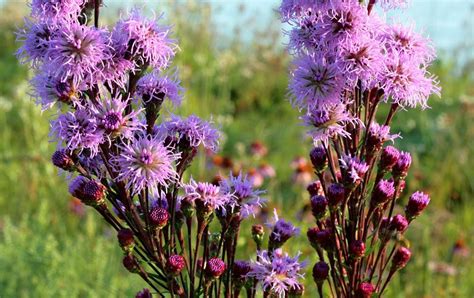 Current World News: Prairie Tall Grass Flowering Garden