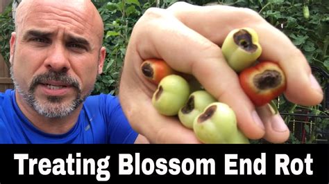 Blossom End Rot (BER) - What is it? How to Treat it. - YouTube