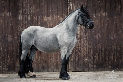 The rare Pfalz-Ardenner horse — Breed Portrait by The Pixel Nomad