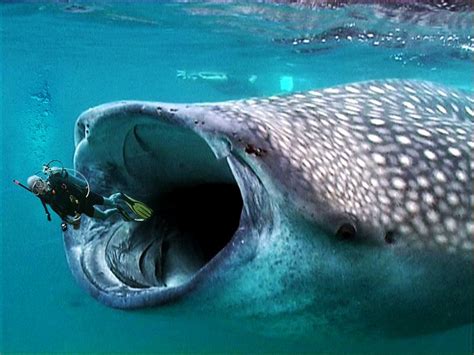 fun in the sea | Whale shark, Whale shark facts, Whale