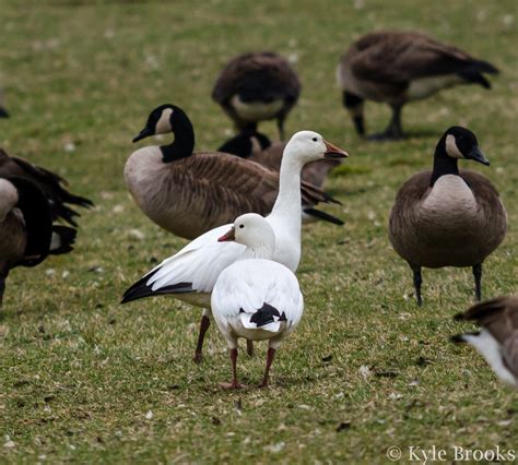 On the Subject of Nature: Ross's Geese in Athens!