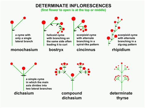 Cyme Inflorescence