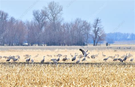 Sandhill Crane Migration - Stock Image - C043/3974 - Science Photo Library