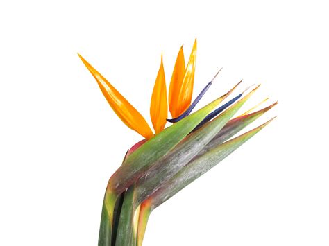 Birds Of Paradise - Birds of Paradise - Exotic Blooms and Foliages - Flowers by category ...