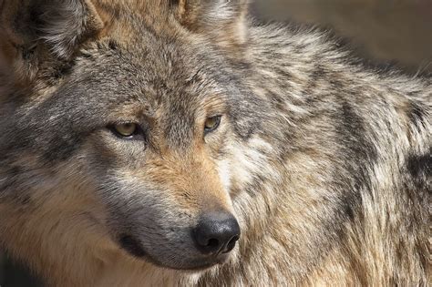 Lead tours at the Endangered Wolf Center | Eureka, MO Patch