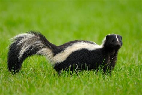 Animal Planet on Instagram: “Skunks can get a bad reputation just by ...