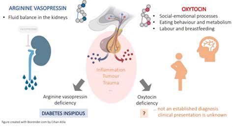 Oxytocin - the forgotten pituitary hormone? - Pituitary Foundation