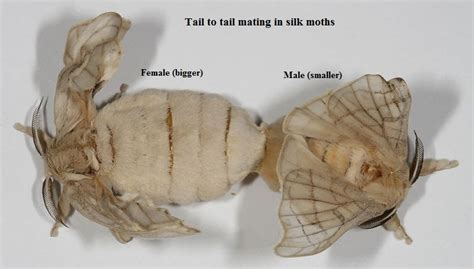 Sericulture and life cycle of silkworm - Online Science Notes