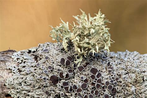 Ramalina americana – Ohio Moss and Lichen Association