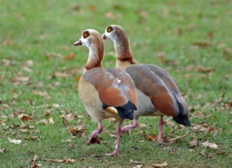 Redbridge Birdwatching / London Birdwatching: Valentines Park Egyptian Geese - Emma Charles