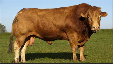 Top 10 Biggest Cattle Breeds In The World - Biggest Cows