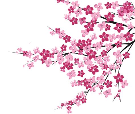 cherry blossom png - Cherry Blossom Tree Png | #413836 - Vippng