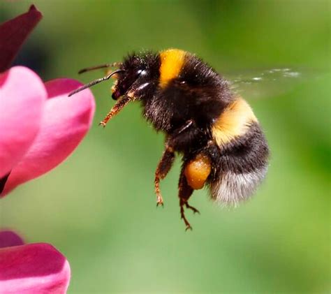 Bumble Bee Control Toronto Affordable Bumble Bee Exterminator Toronto