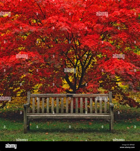 Wonderful Autumn colours at Westonbirt Arboretum near Tetbury in the Cotswolds Stock Photo - Alamy