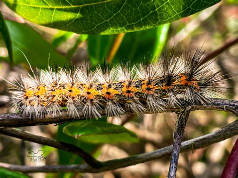 The Salt Marsh Caterpillar Come in Various Interesting Colors – What ...