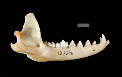 ADW: Urocyon cinereoargenteus: SPECIMENS