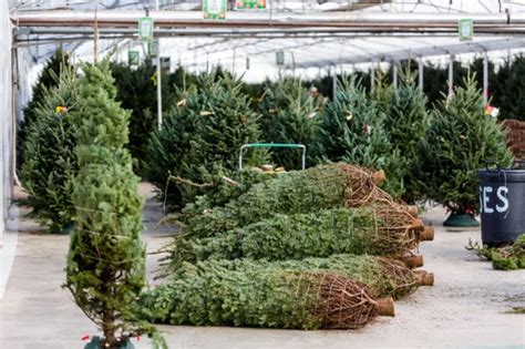 Christmas Tree Farm Profit per Acre (Detailed Breakdown) - 🐝 ...