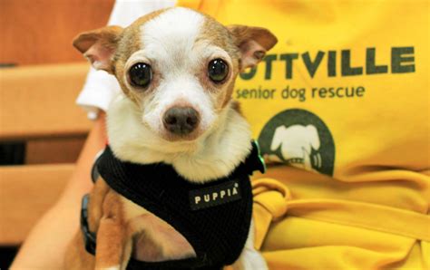 Saving Senior Dogs: Muttville Senior Dog Rescue to the rescue! | Modern Dog magazine