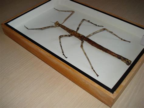 Phasmatodea - Family Phasmatidae - 200 x 300 mm - Catawiki