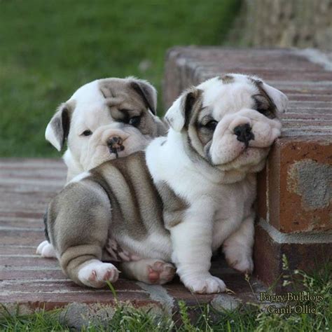 ♥️ Baggy Bulldogs ♥️ … | Baby animals, Cute baby animals, Cute animals