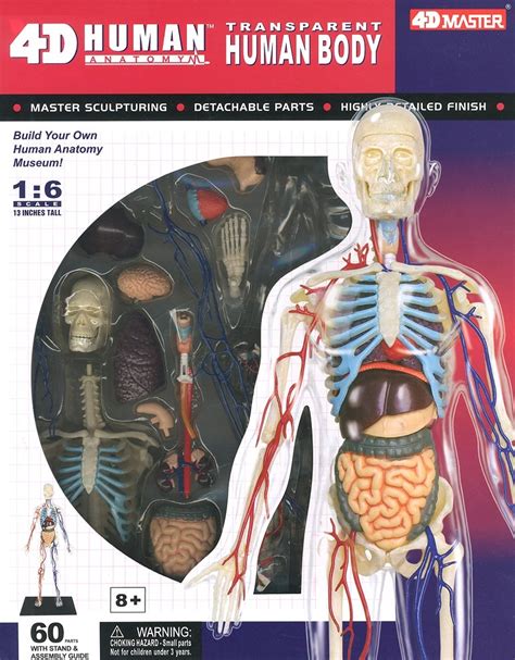 1/6 4D Human Anatomy Transparent Human Body Model Kit Images at Mighty Ape NZ