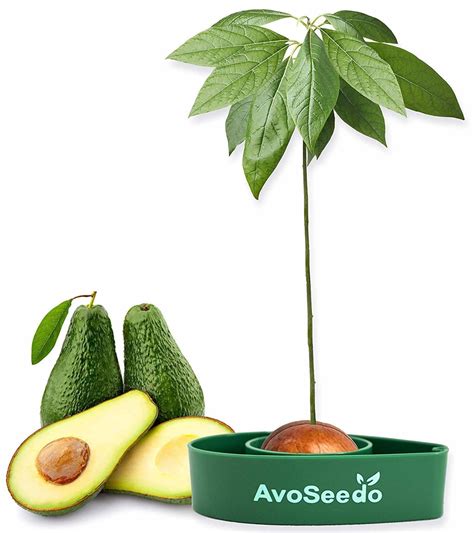 Avocado Tree Growing Kit on Amazon | Apartment Therapy