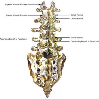 The course of the medial branch of dorsal ramus from the lumbar spinal... | Download Scientific ...