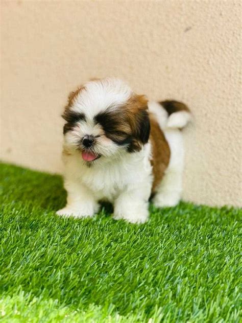 Find Purebred Shih Tzu Dogs and Puppies for sale | Mr n Mrs Pet