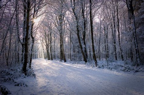 Winter Landscape in the Netherlands | Stock Photo | Colourbox