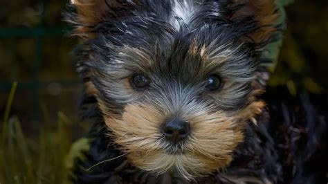 5 Yorkie Puppy Training Tips - World Dog Finder