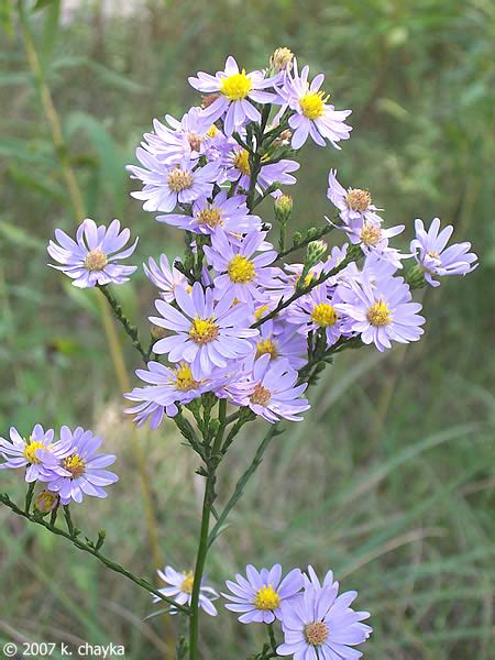 Symphyotrichum oolentangiense (Sky-blue Aster): Minnesota Wildflowers