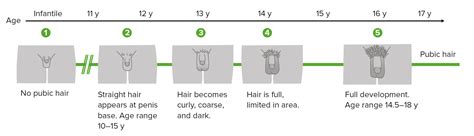 Puberty | Concise Medical Knowledge