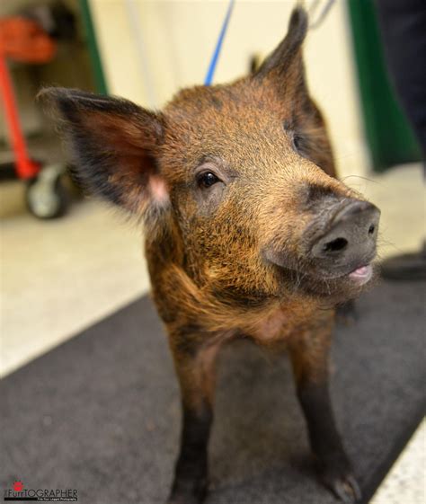 Update: Wild boar kept as SF house pet finds new, more suitable home - SFGate