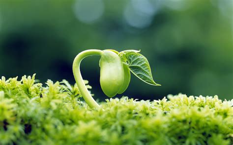 Naturaleza Planta HD Fondo De Pantalla