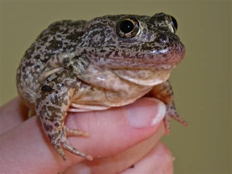 Gopher Frog: Gimme Shelter – Georgia Wildlife Blog