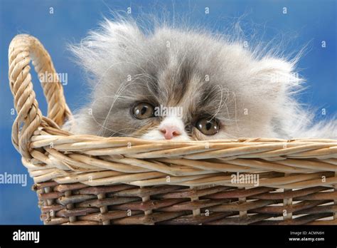 Persian kitten in basket Stock Photo - Alamy