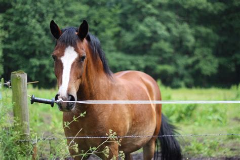 Brown and white horse near fence during daytime HD wallpaper ...