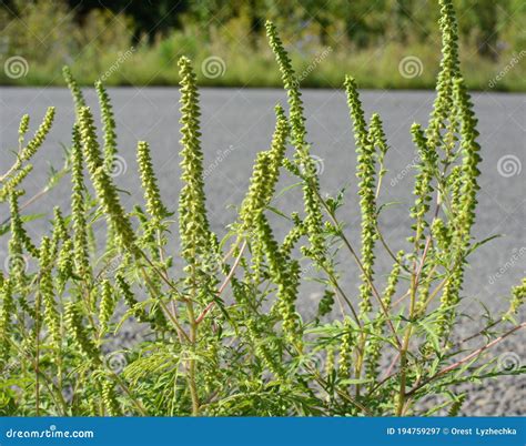 Ambrosia Ambrosia Artemisiifolia Grows in Nature Stock Image - Image of artemisiifolia, fever ...