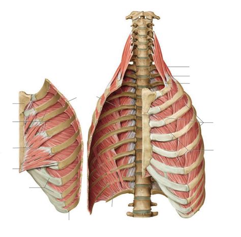 Thoracic wall: muscles and terms Diagram | Quizlet