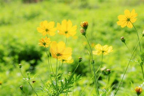 Yellow Cosmos with Sunlight Stock Image - Image of natural, background: 168580693