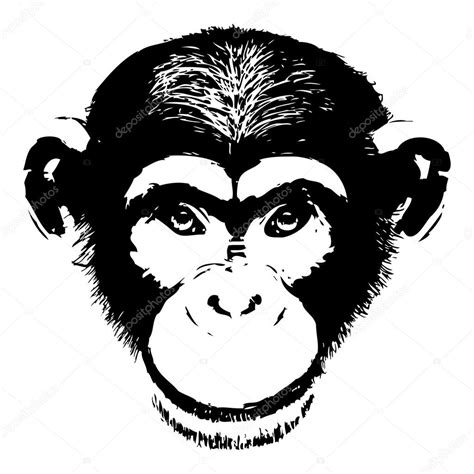 Mirando Fijamente, Retrato, Macaco, Mono., Chimpancé Imagen Vectorial ...